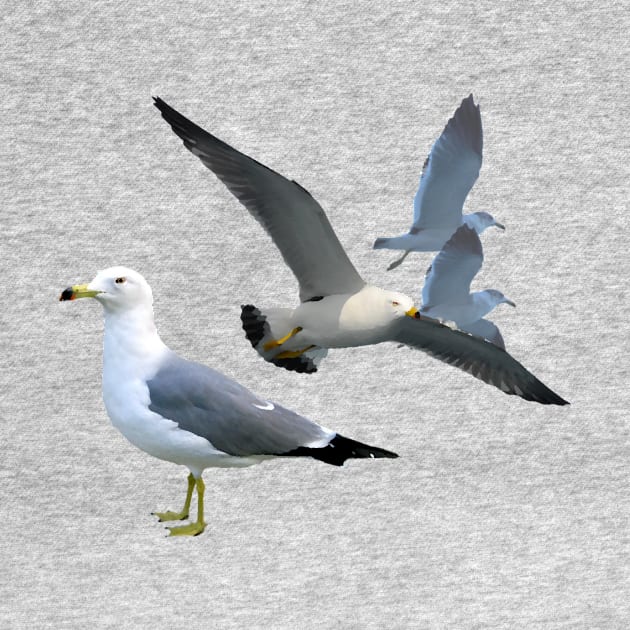 Black Tailed Gulls by stargatedalek